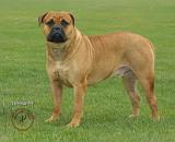 Bullmastiff